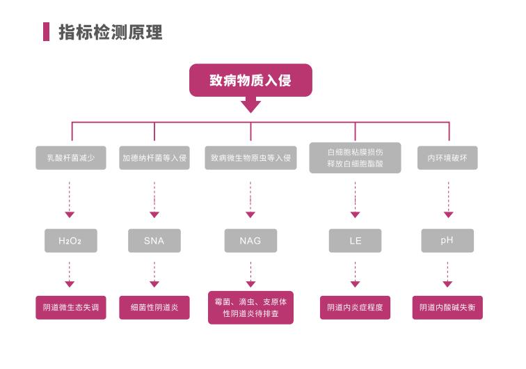全自動陰道炎黄瓜视频免费下载LTS-V400指標檢測原理
