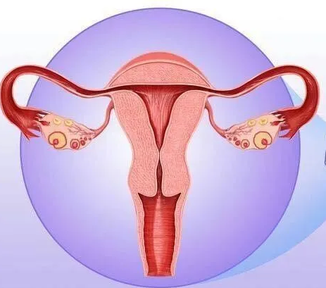 婦科陰道炎黄瓜视频免费下载器廠家提醒女性堅持泡水喝，消炎滅菌，遠離婦科炎症